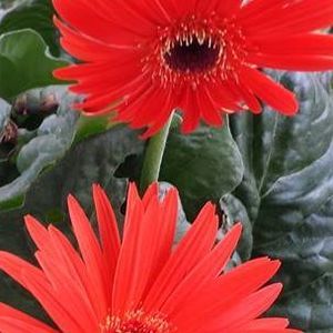 Meet your Posher, Anise